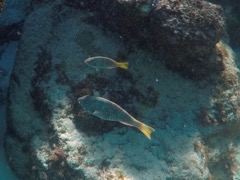 Yellowtail Parrotfish (12